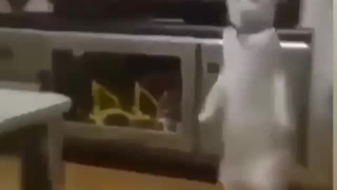 Funny cat walking like humans 😹