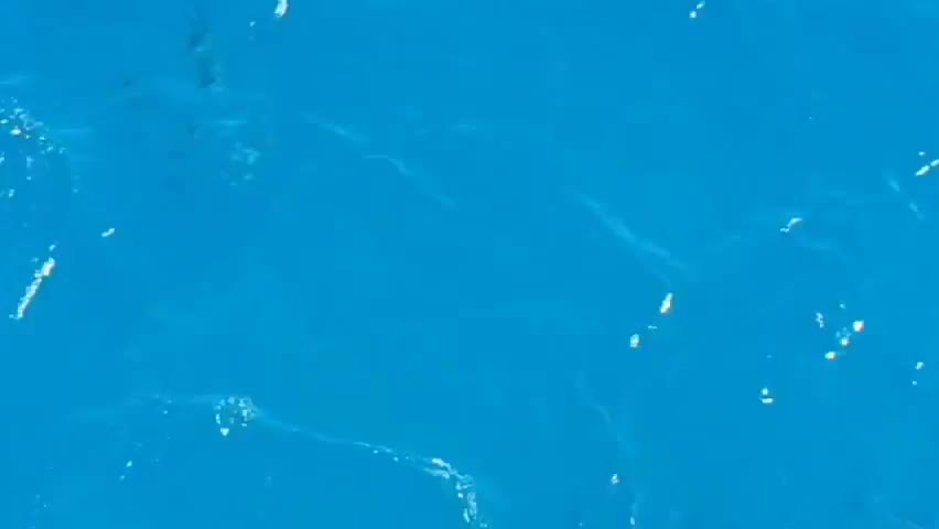 cool dolphin