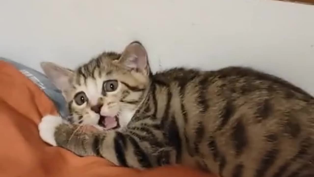 Cat's Funny video 😺😺😺