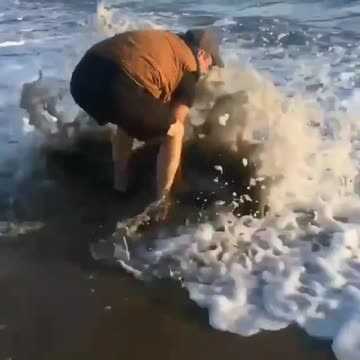 save the stranded dolphins