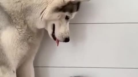 Dog and Cat friendship Moments