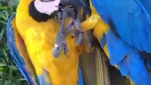 The parrot🦜 gentle mating game