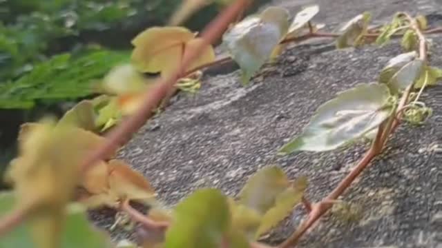 A plant grows along the wall