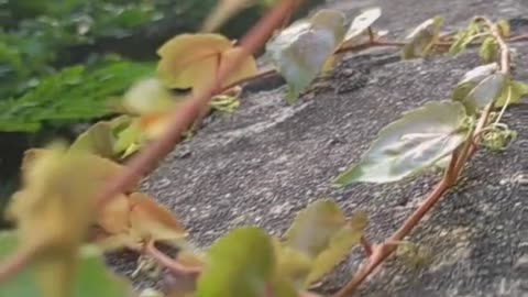 A plant grows along the wall