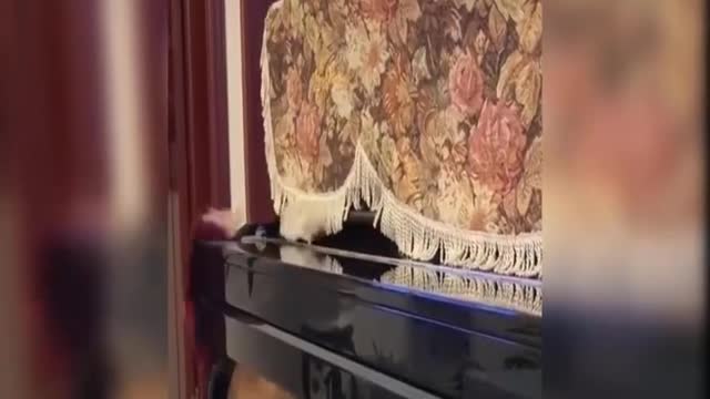 Cute Funny animals playing