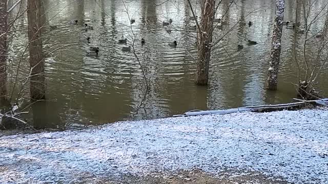 Winter Retreat for Mallord Ducks