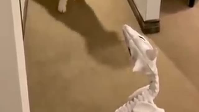 Best of these amazing funny animals 2022 😂😂
