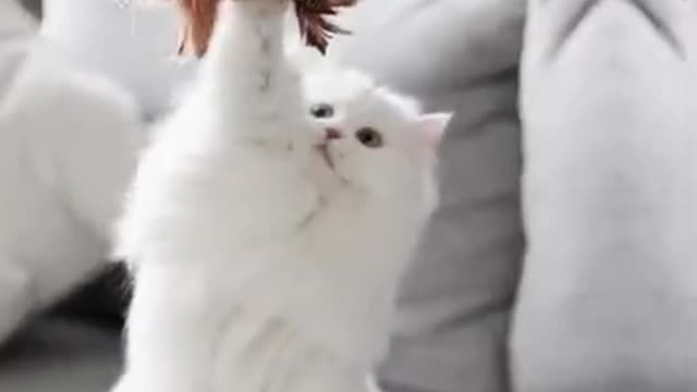 The Funniest Cat Videos on the Internet 🤣🐱