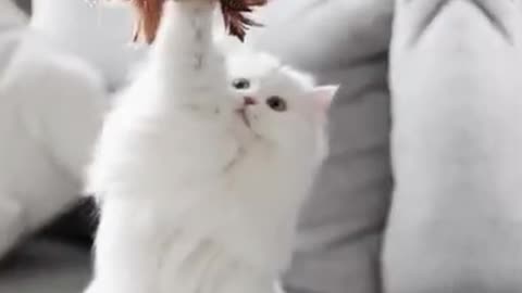 The Funniest Cat Videos on the Internet 🤣🐱
