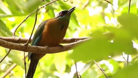 15 brazil wetland birds - 15 aves do Pantanal Brasil