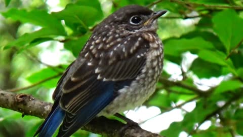 Baby Bluebird