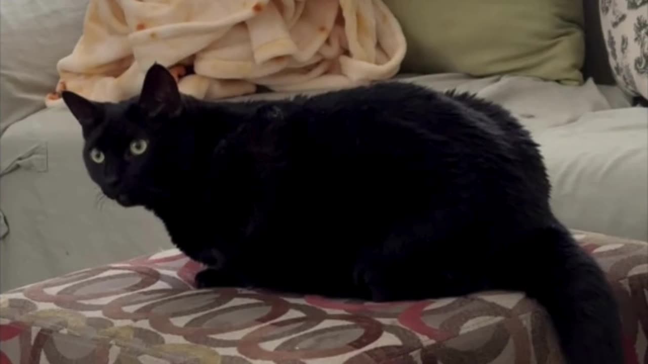 Cute Precious Piper Relaxes Comfortably on the Foot Stool - Adopting a Cat from a Shelter Vlog