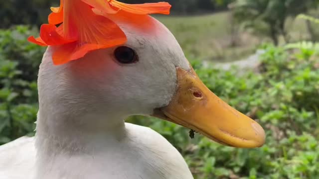 Happy 1st birthday to Nasturtium the duck, the sweetest flower girl 🌼