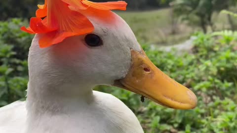 Happy 1st birthday to Nasturtium the duck, the sweetest flower girl 🌼