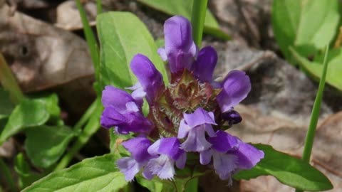 Self-Heal