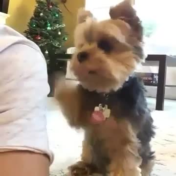 Little puppy playing with his owner