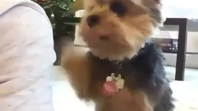 Little puppy playing with his owner