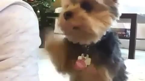 Little puppy playing with his owner