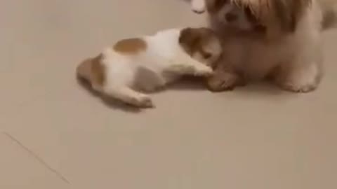 Jolly Shih Tzu Puppy