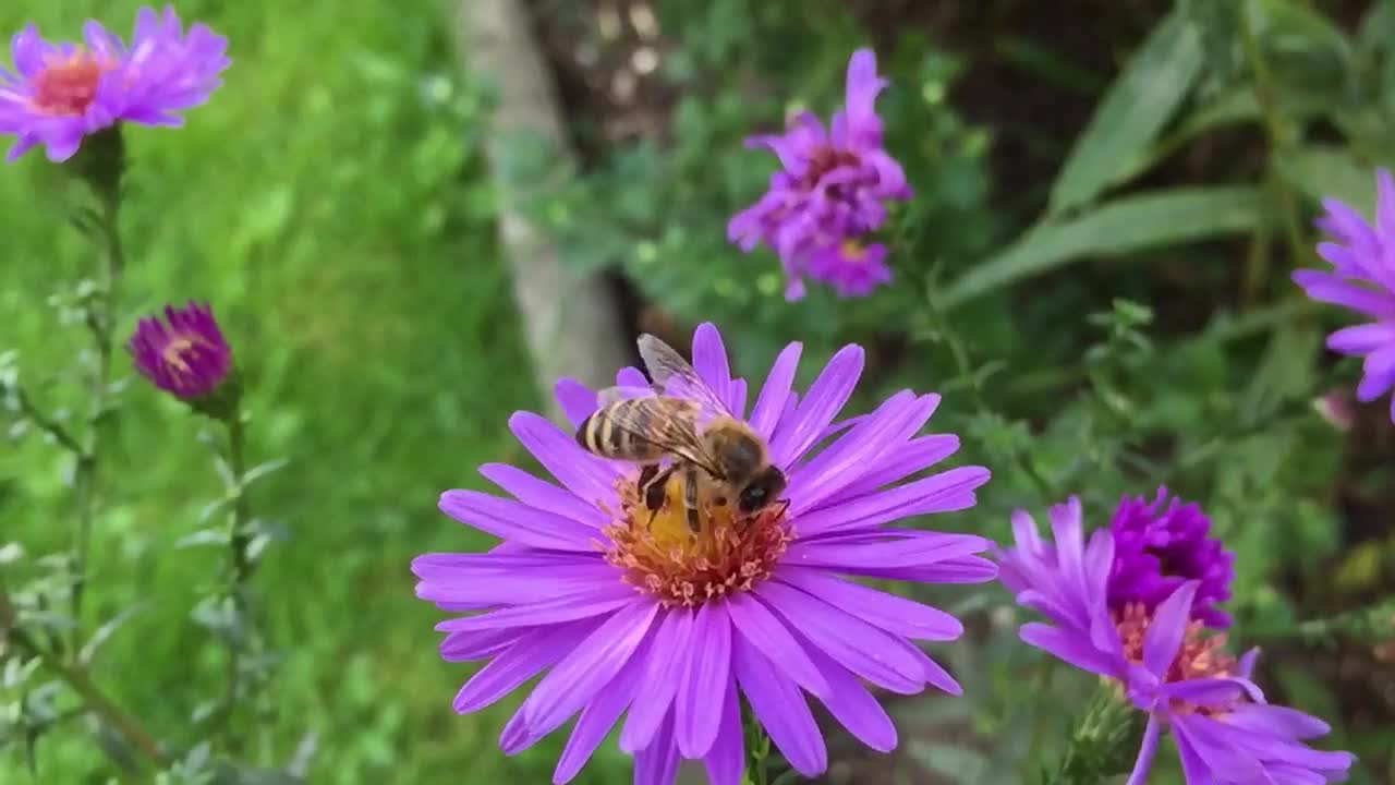 The best Natural video 🌍