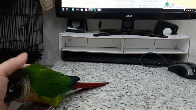 Cute Bird Loves Cuddles