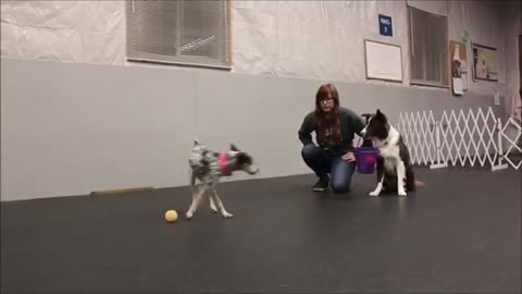 well trained dog just amaizing MUST WATCH