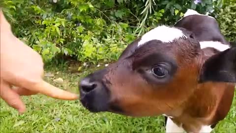 Cow 🐄 video