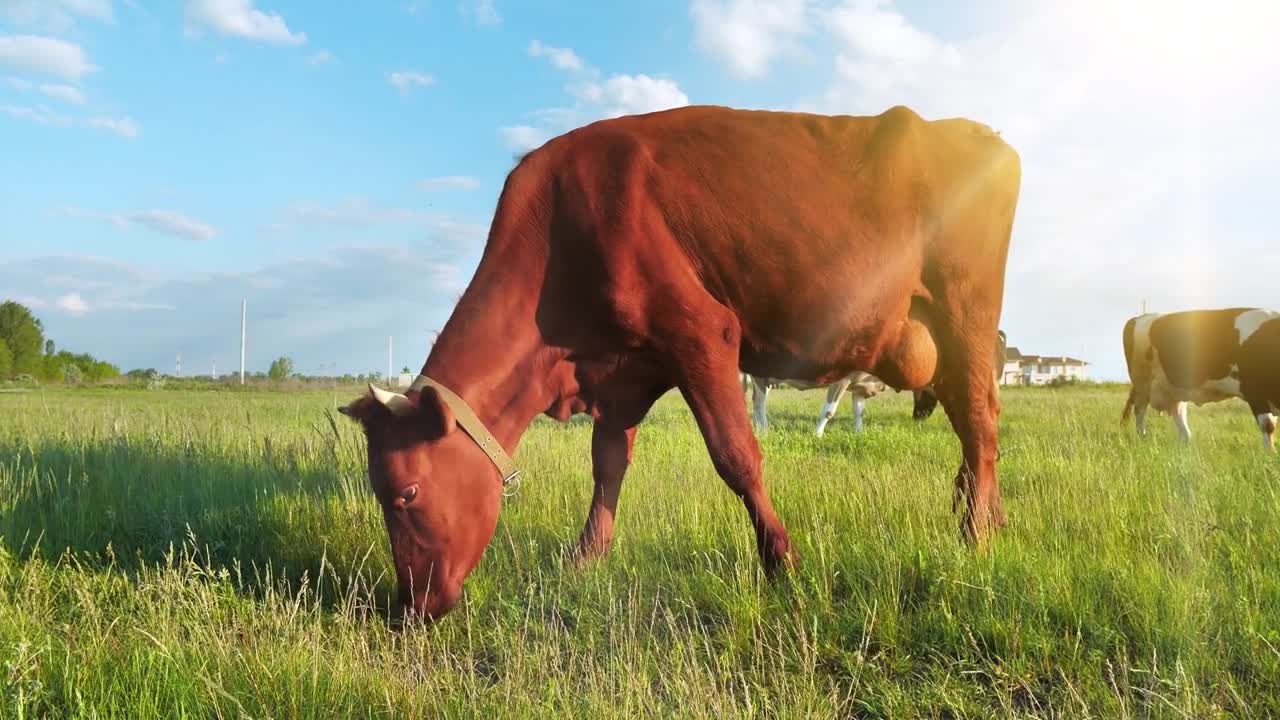 Slow Motion Cow on the meadow