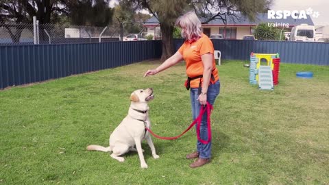 Dog Training Series - Lesson1 :How to teach your dog to sit and drop.