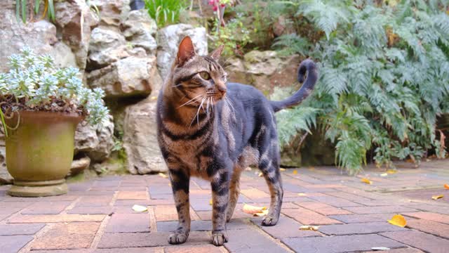 Pet cat standing on the brick floor of a garden