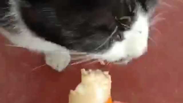 Cute baby cat today too - cute and funny cat video || Compilation