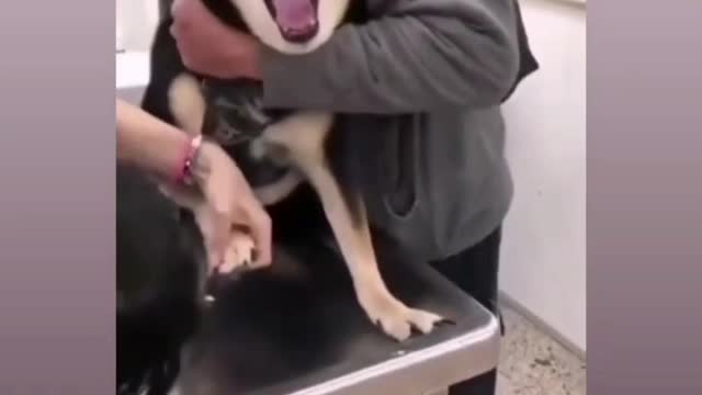 Funny dog screaming 😂