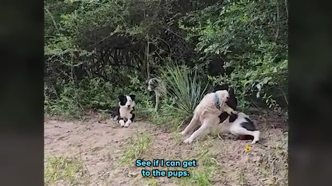 Border Collie Family Left in the Forest