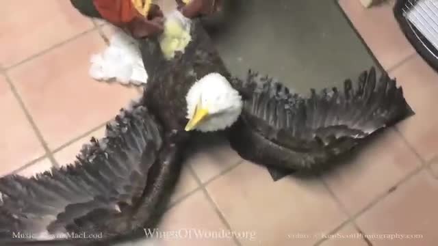 Rescue and cure a white-headed eagle caught in the ice