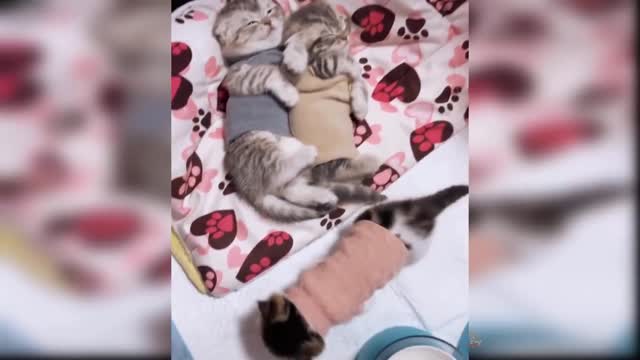 Cats and dogs are our younger friends.