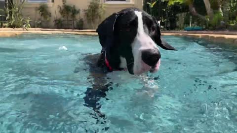 Funny Great Dane Practices Jumping Into The Pool