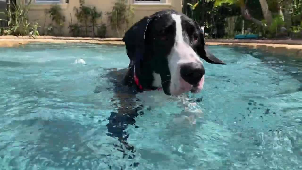 Funny Great Dane Practices Jumping Into The Pool