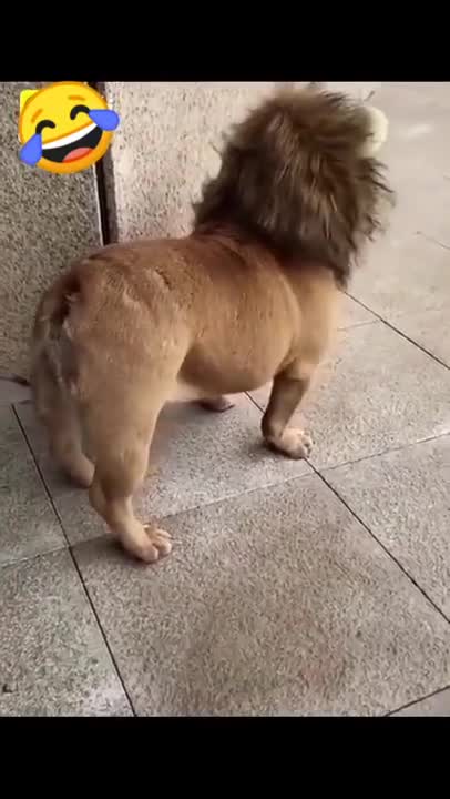 TRY NOT TO LAUGH..DOG FUNNY COMPILATION