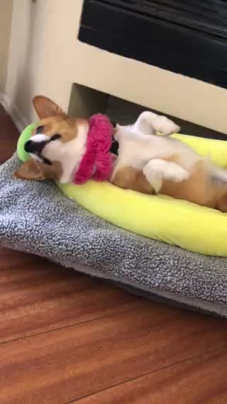 Corgi becomes a banana