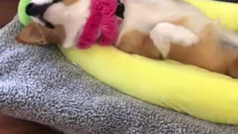 Corgi becomes a banana