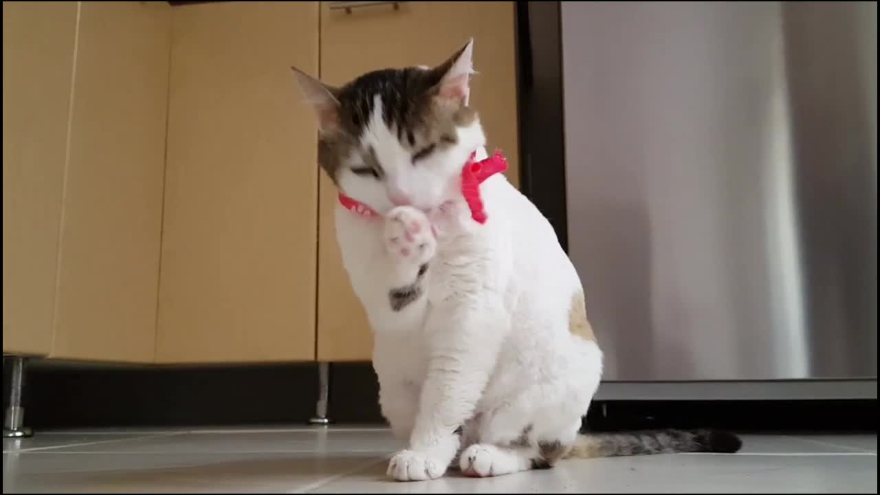 Cat and dog very funny video