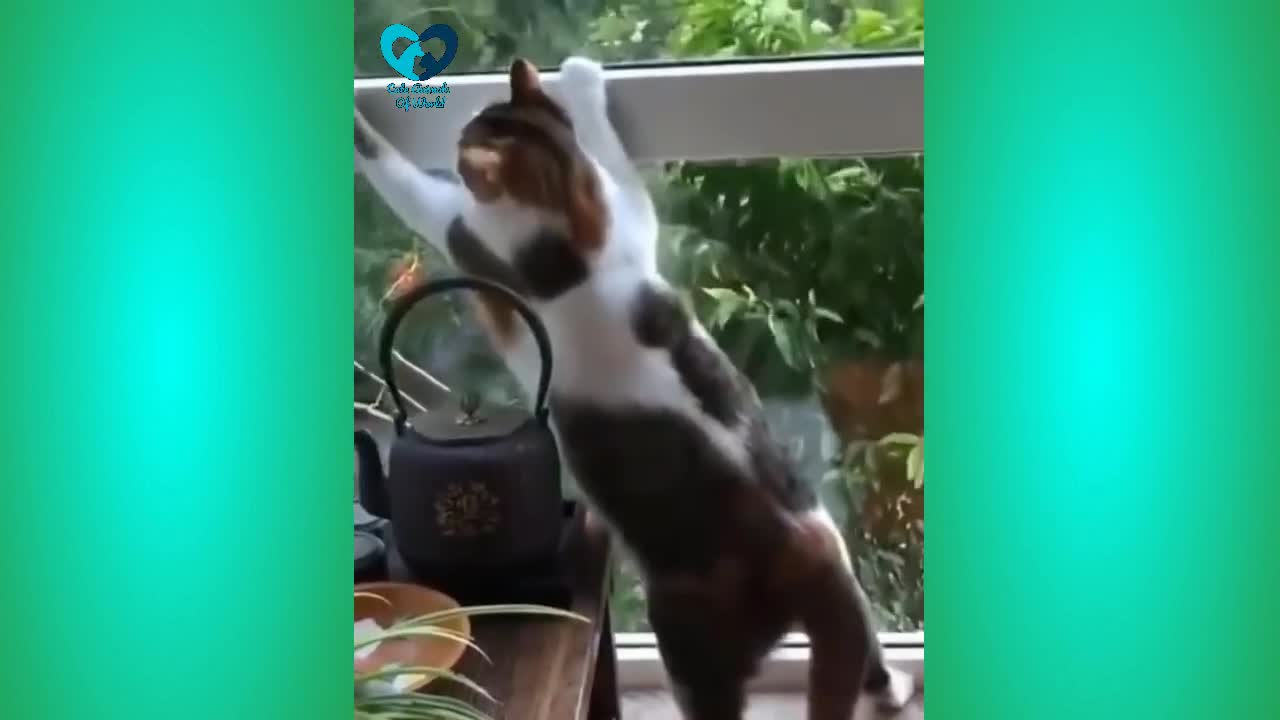 Funny and Cute Cat's