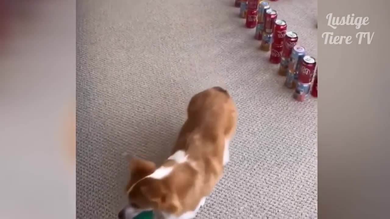 Geezz, Super Cute! ♡ Best Funny Cats and Dogs