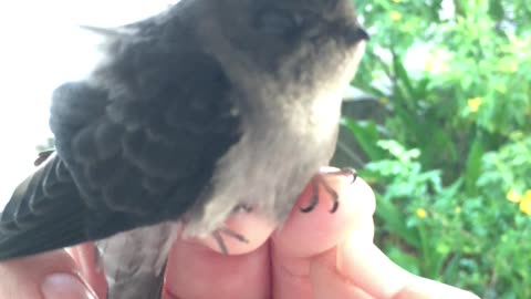 A bird in hand