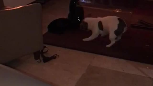 french bulldog trying to play with cats