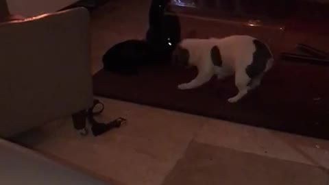 french bulldog trying to play with cats