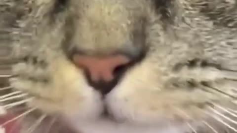 Propular : video CAT FUNNY AMERICAN