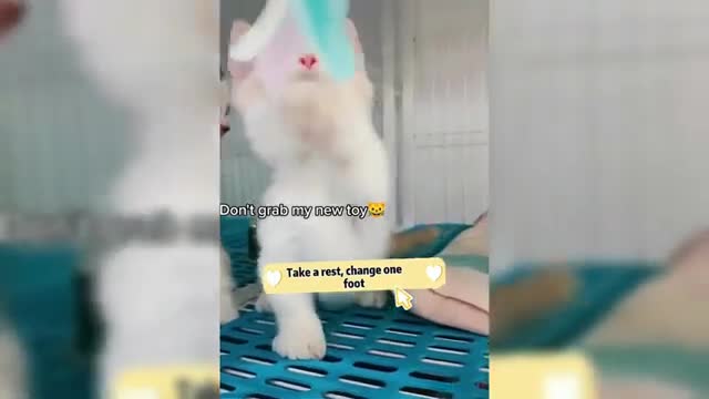 Funny Cats 2021☺ Cute Cat and Kitten Videos Compilation 🐱 pro cats funny pro cats