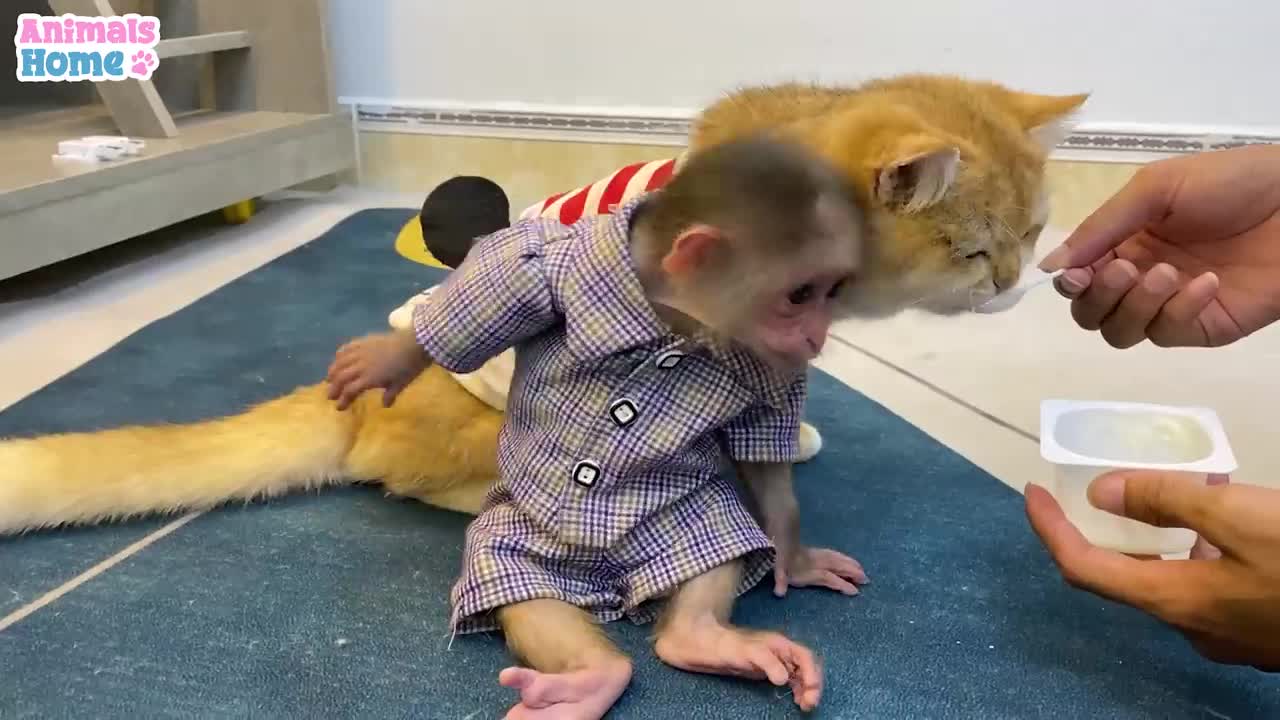 Monkey cat