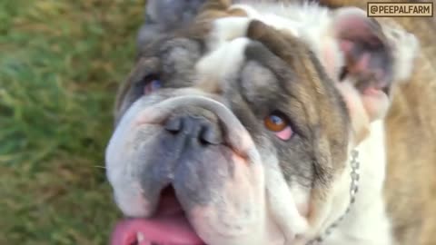 Khoobsoorati ke peeche ka badsoorat sach! | The truth behind breed dogs